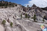 Pine park